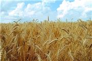 14 میلیون تن گندم امسال در کشور تولید می شود