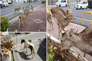 🔹بازگشت شگفت‌آور حیوانات به شهر‌ها پس از قرنطینه انسان‌ها