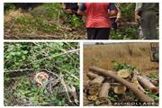 دستگیری عاملین قطع اشجار جنگلی در حاشیه پارک ملی و منطقه حفاظت شده دز