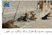 رئیس بهداشت استان خوزستان :گله سگهای ولگرد دریکی از محلات اهواز