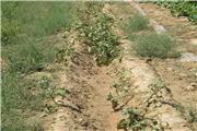 بارندگی بیش از 12 میلیارد ریال به کشاورزی گتوند خسارت زد