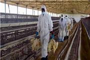 بروز آنفلوآنزای فوق حاد پرندگان در دشت‌آزادگان