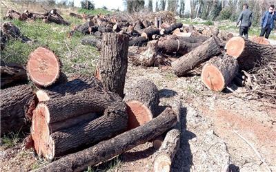 جوابیه شرکت بهره برداری از شبکه های آبیاری شمال خوزستان درباره قطع درختان کوی سوم شعبان دزفول