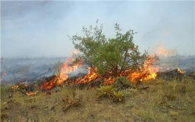 آتش سوزی در جنگل‌های سالند دزفول