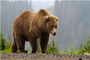 حکم بازداشت زن و شوهری که خرس قهوه‌ای را کشتند، صادر شد