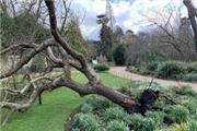 طوفان «درخت سیب نیوتن» در باغ گیاهشناسی دانشگاه کمبریج را انداخت