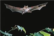 محققان چینی دریافتند؛ راز خفاش‌ها در نحوه انتقال ویروس فاش شد