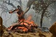 رئیس پارک ملی کرخه با پیش‌بینی وقوع آتش‌سوزی‌های متعدد: پارک ملی 