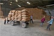 دادستانی تهران اعلام کرد برخورد با عرضه برنج نامرغوب خارجی به نام برنج ایرانی