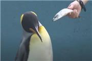 اعتصاب غذای پنگوئن ها در ژاپن!