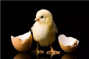 مرغ ها بیش از 1000 سال قبل اهلی شدند حل یک پرسش تاریخی بشری : اول مرغ بوده یا تخم‌مرغ؟