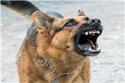 مصدومیت کودک آبادانی براثر حمله سگ